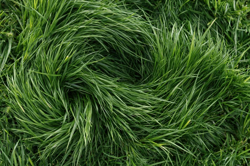 Dense green grass viewed from directly above filling the frame
