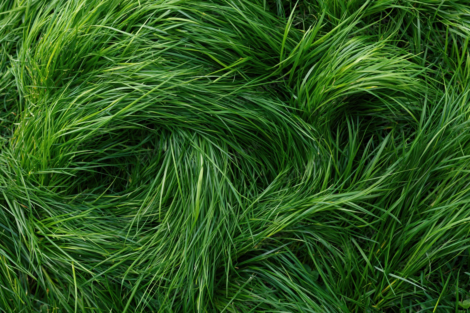 Dense green grass viewed from above filling the frame