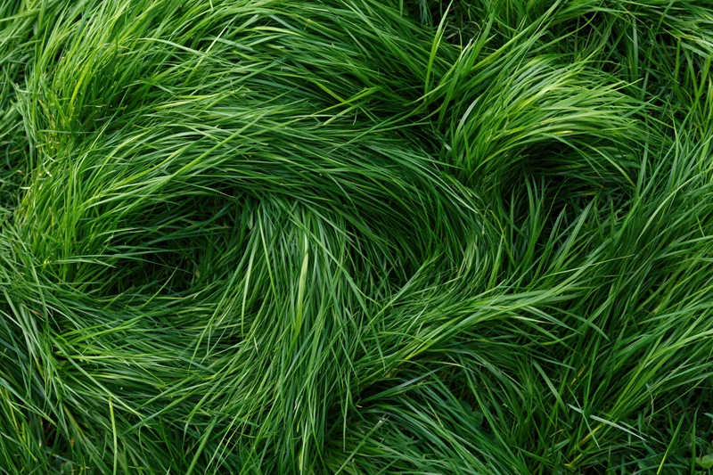 Dense green grass viewed from above filling the frame