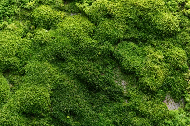 Dense green moss covering a flat stone surface