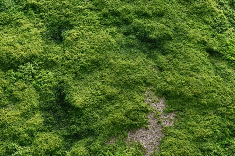 Dense green moss covering a flat stone surface