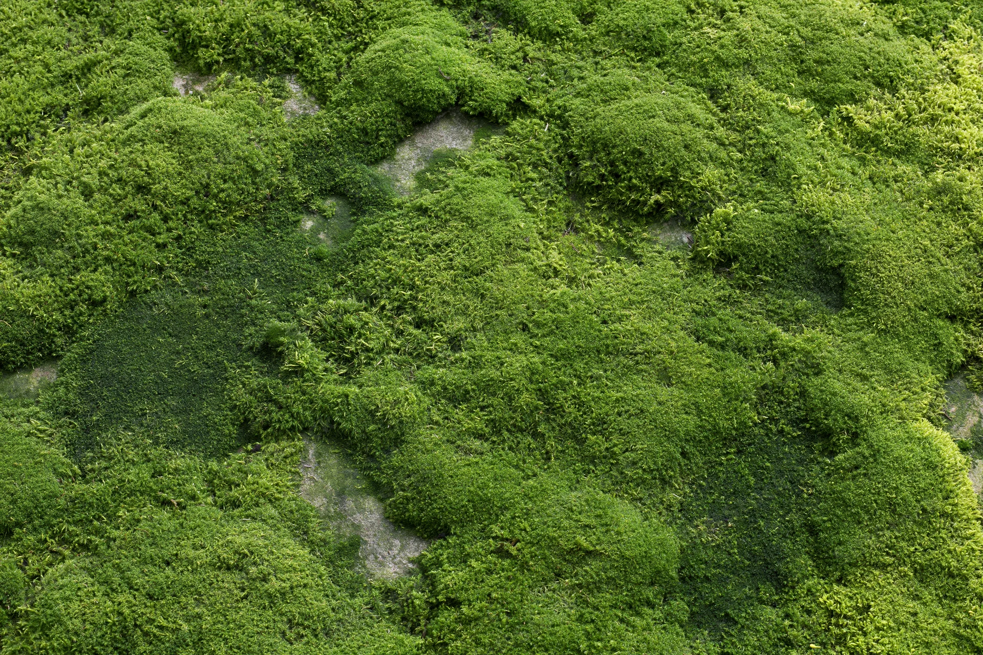 Dense green moss covering a flat stone surface outdoors