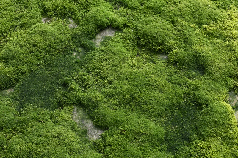 Dense green moss covering a flat stone surface outdoors