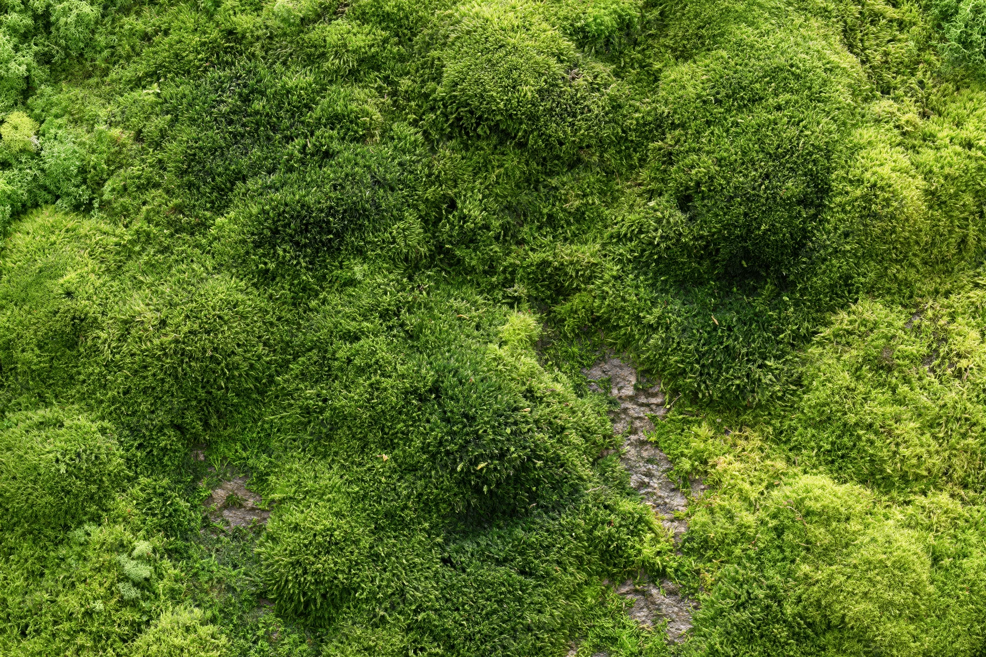 Dense green moss covering a flat stone surface outdoors