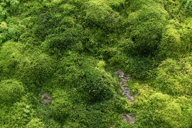 Dense green moss covering a flat stone surface outdoors