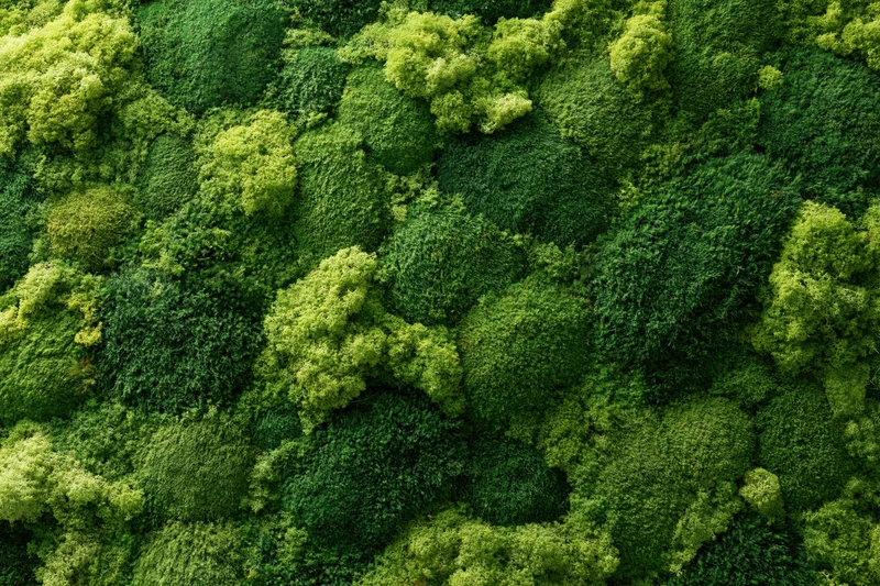 Dense green tree canopy filling the frame from above