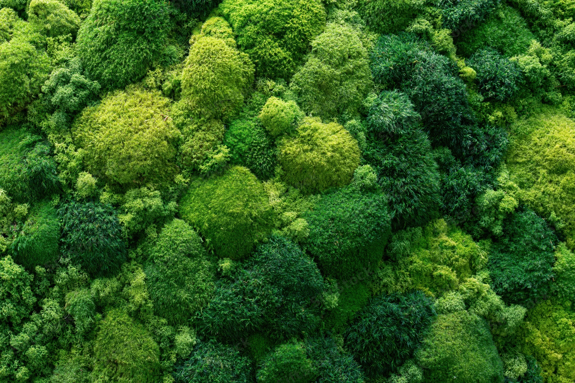 Dense green foliage canopy filling the frame from above