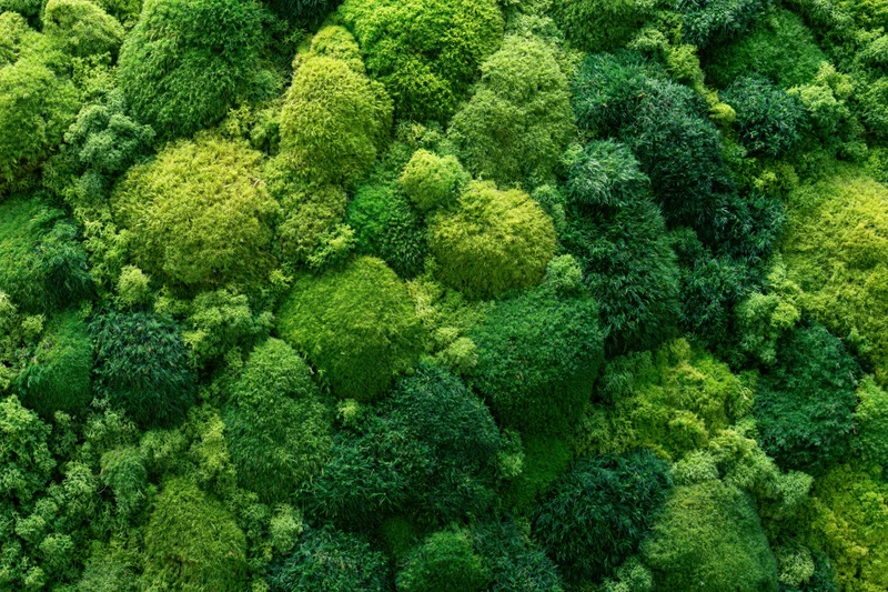 Dense green foliage canopy filling the frame from above