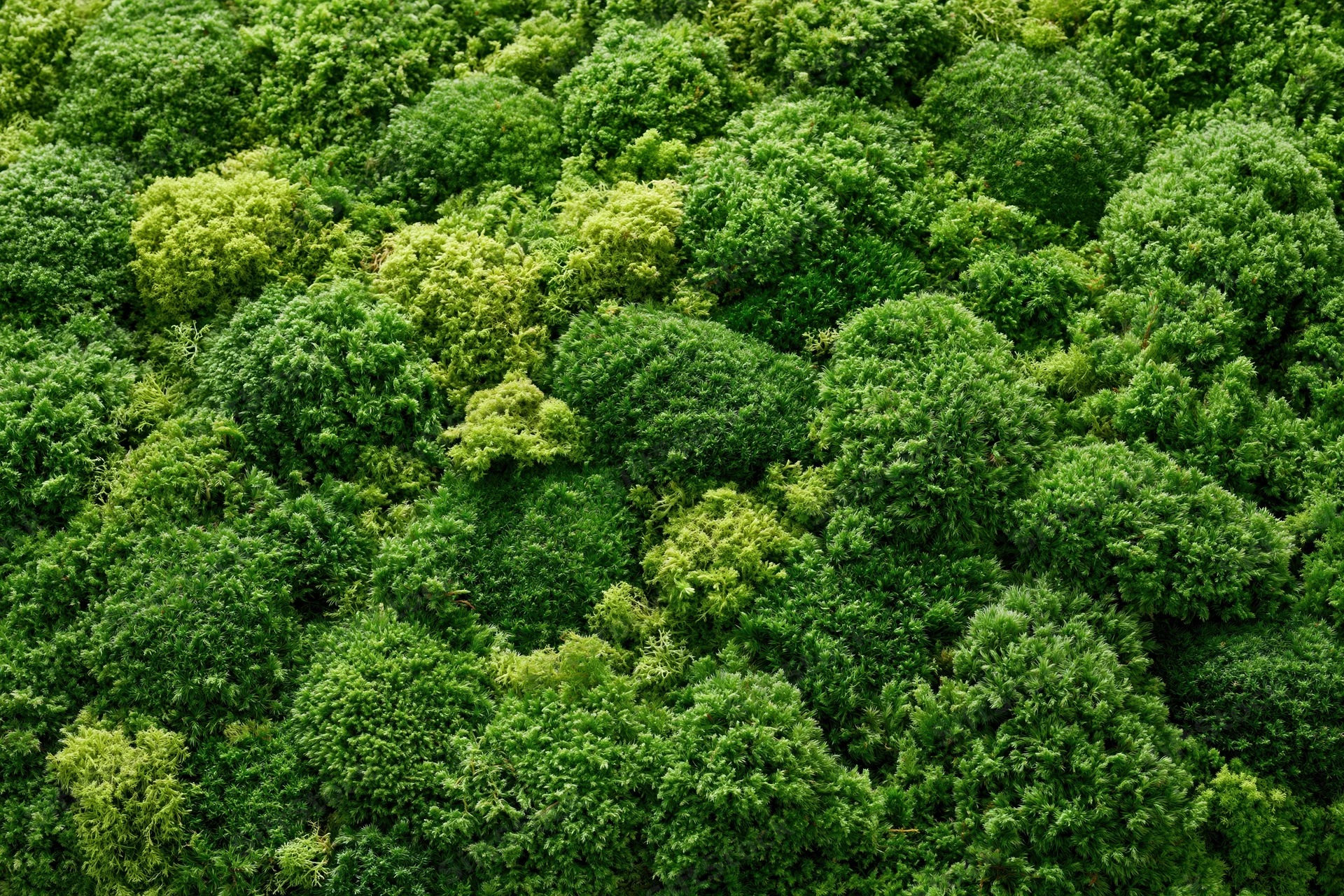 Dense green foliage covering the entire frame in a flat overhead view