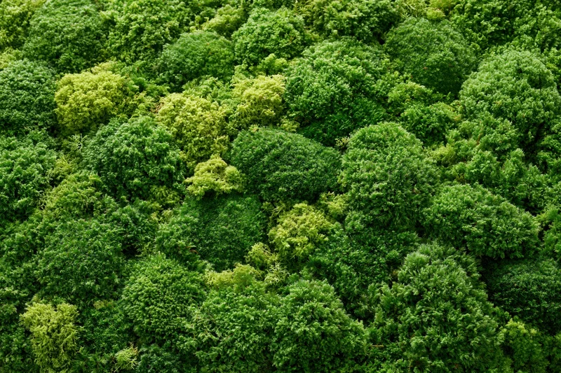 Dense green foliage covering the entire frame in a flat overhead view