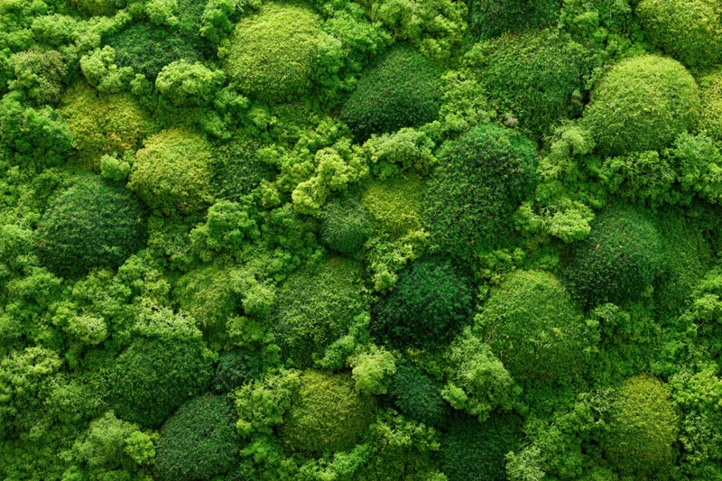 Dense green foliage canopy filling the frame from above