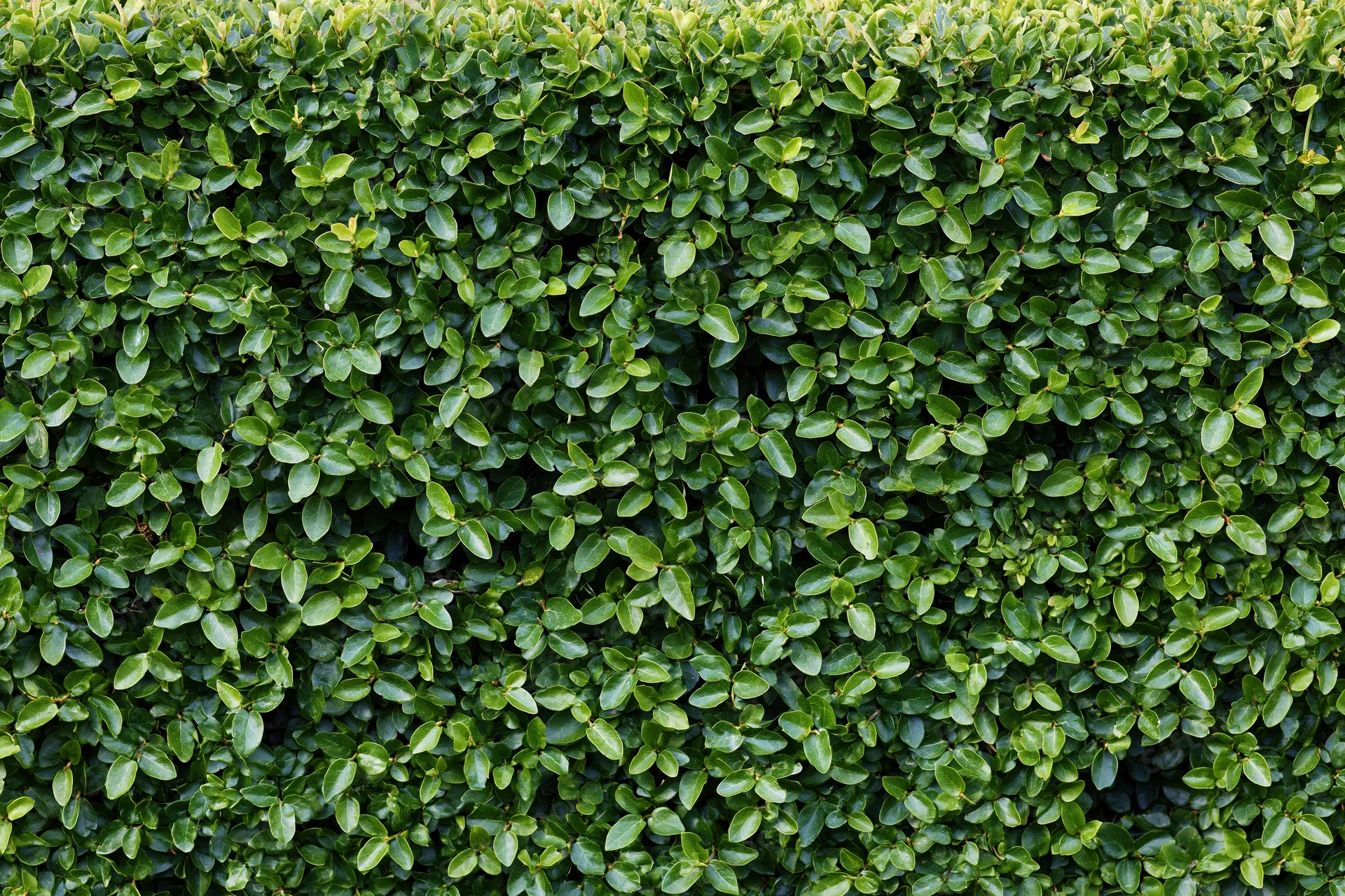 Dense hedge wall filling the frame in a flat-on close-up view