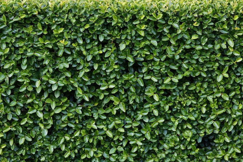 Dense hedge wall filling the frame in a flat-on close-up view