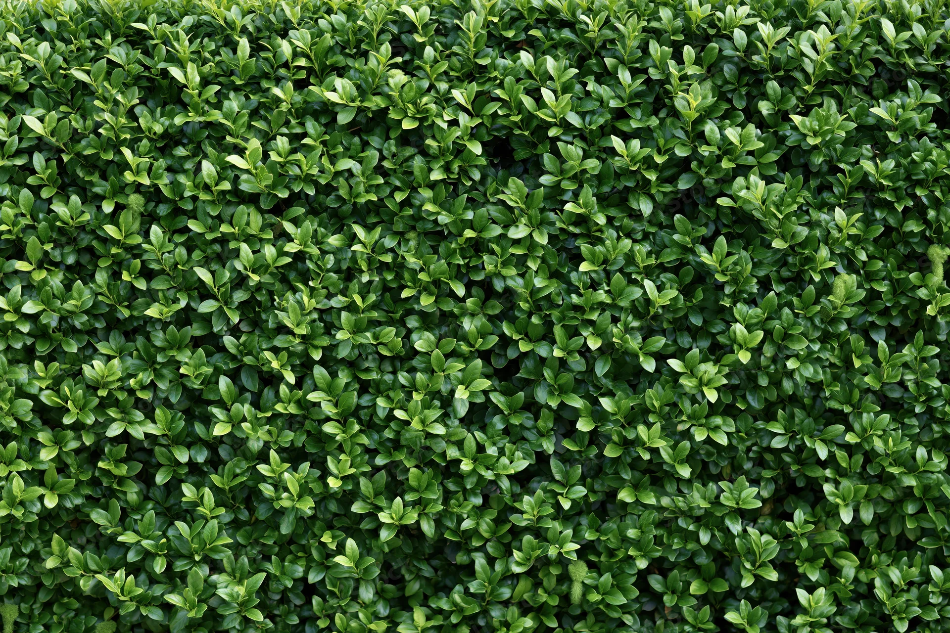 Dense hedge wall filling the frame with tightly packed green leaves in a flat-on closeup view
