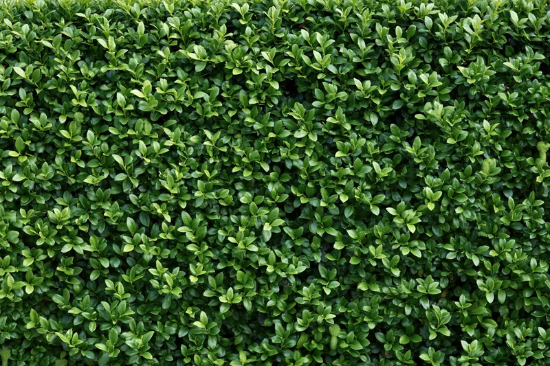 Dense hedge wall filling the frame with tightly packed green leaves in a flat-on closeup view