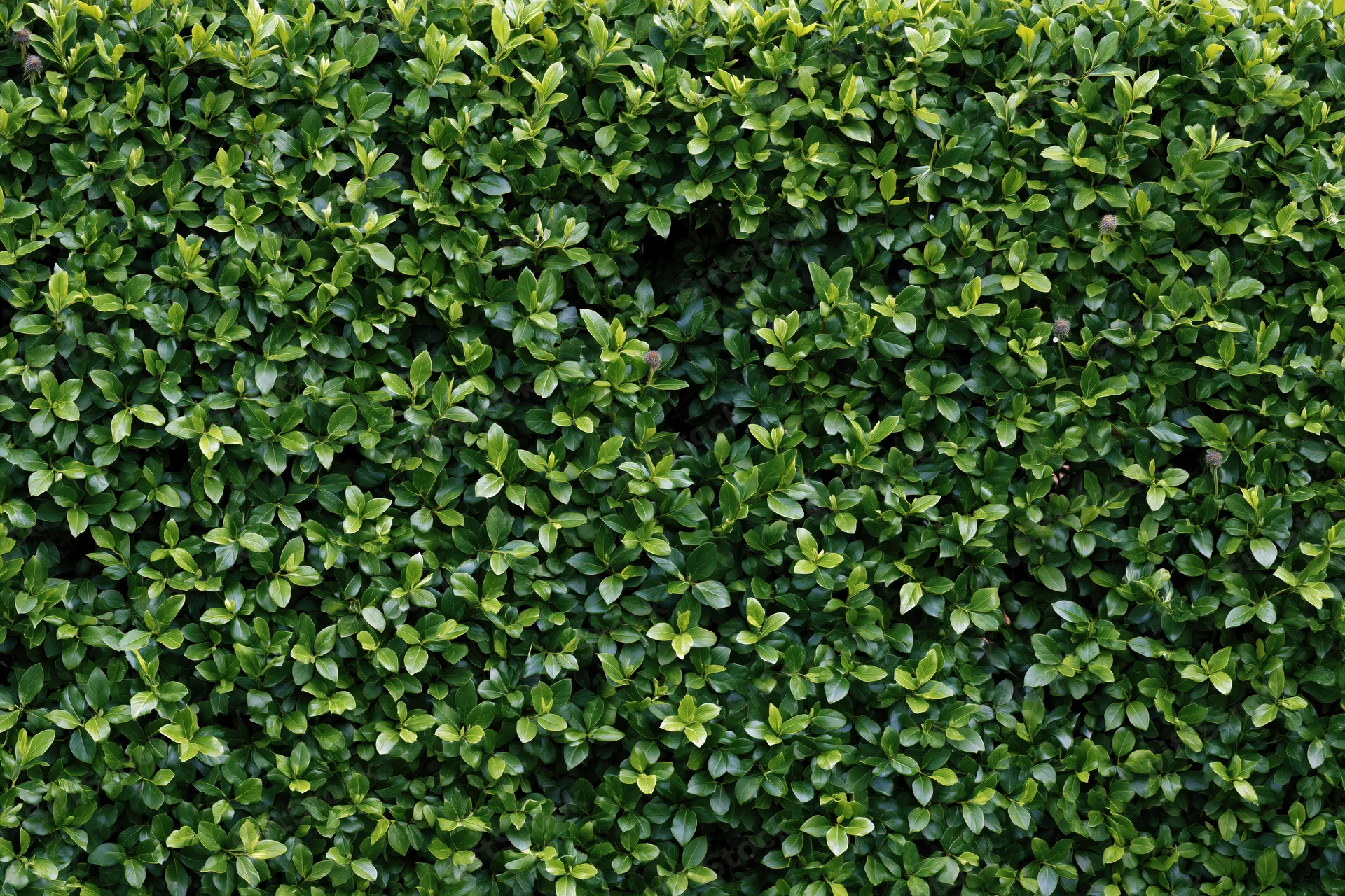 Dense hedge wall filling the frame with closely packed green leaves in a flat-on close-up view