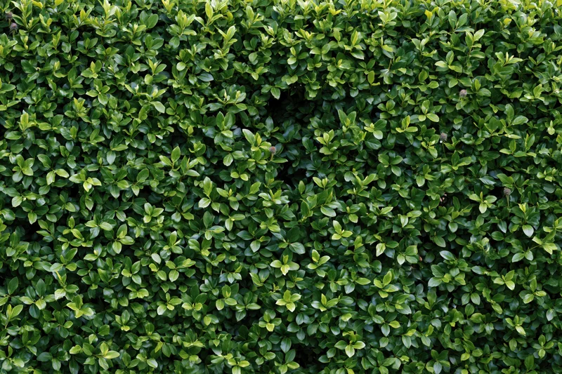 Dense hedge wall filling the frame with closely packed green leaves in a flat-on close-up view
