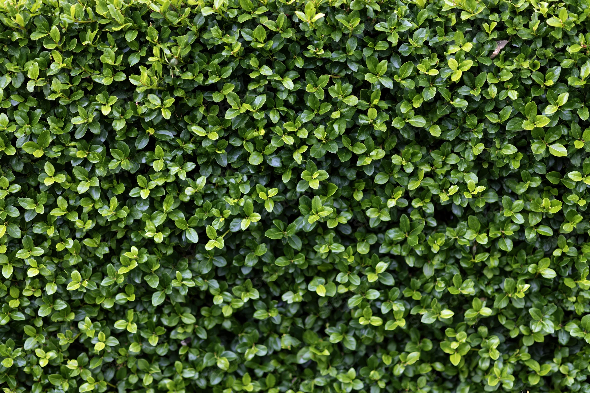 Dense hedge wall filling frame in close-up flat view