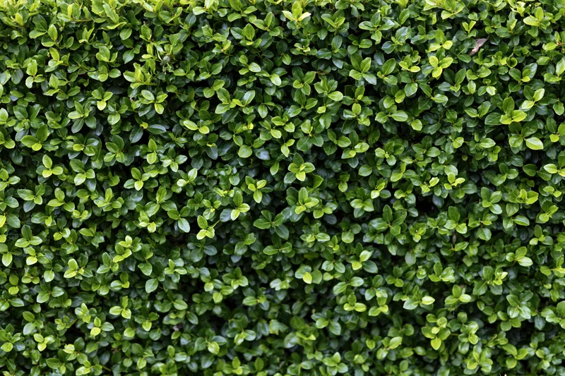 Dense hedge wall filling frame in close-up flat view