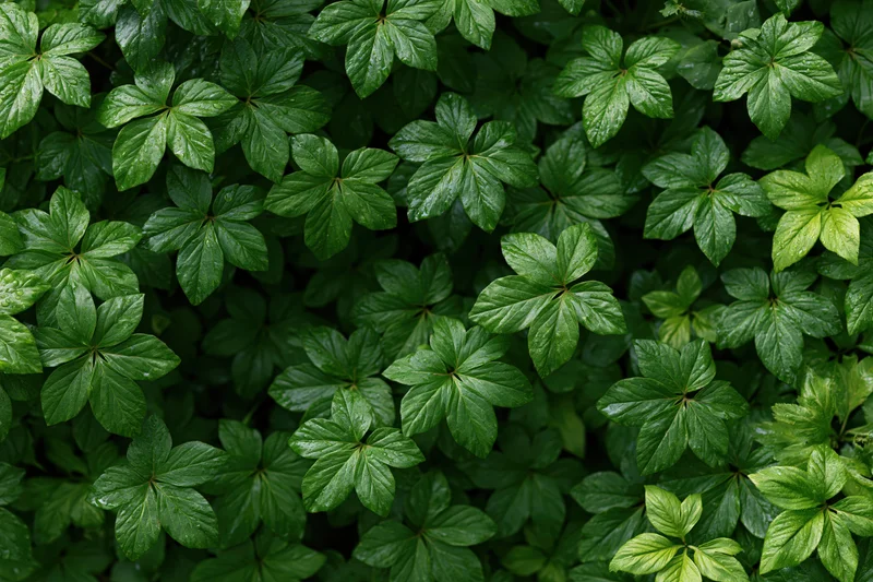 Dense low-growing green leaves filling the frame as ground cover in a natural setting