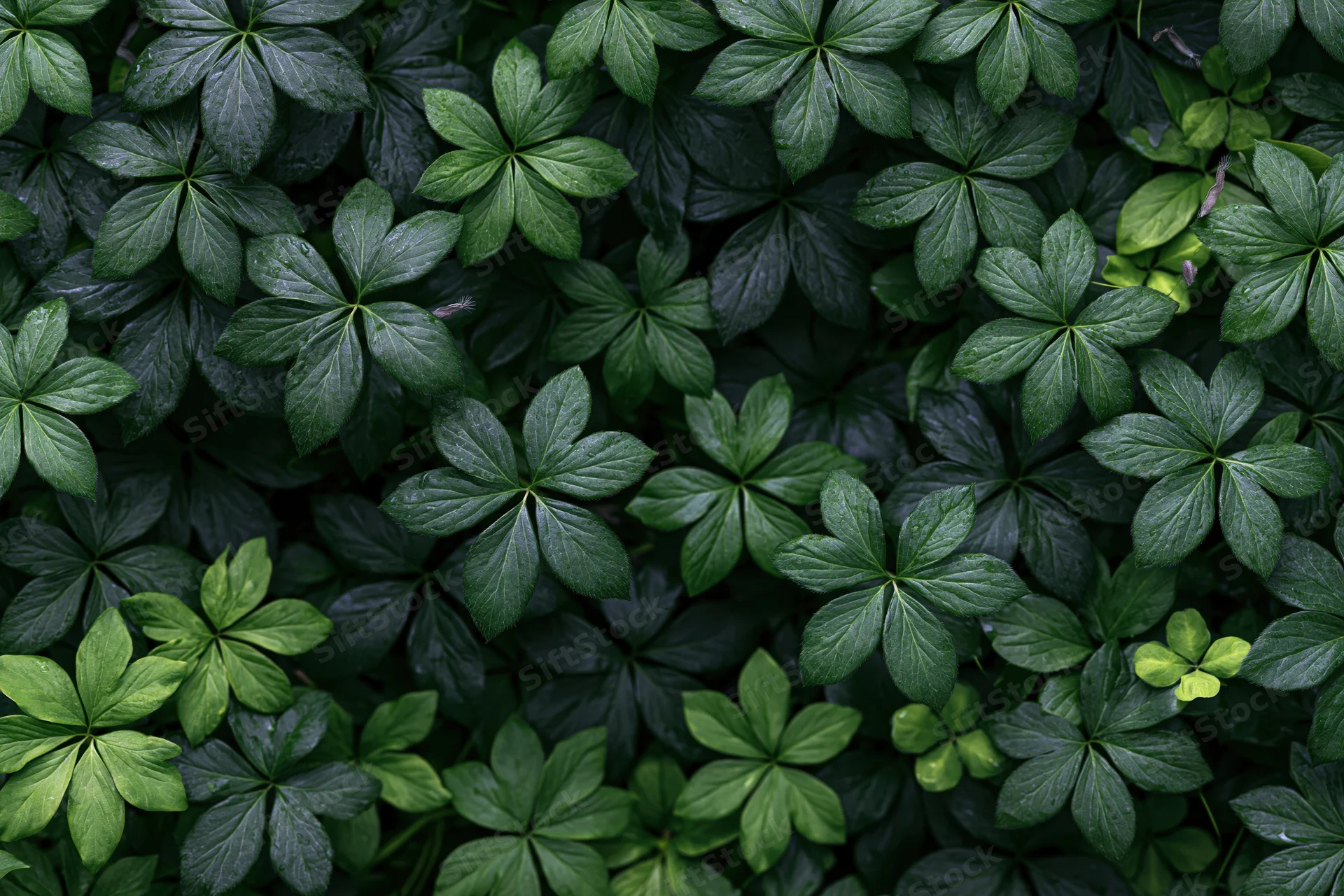 Dense low-growing green leaves forming a continuous ground cover texture