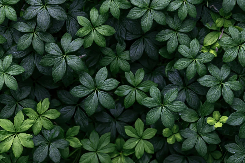 Dense low-growing green leaves forming a continuous ground cover texture