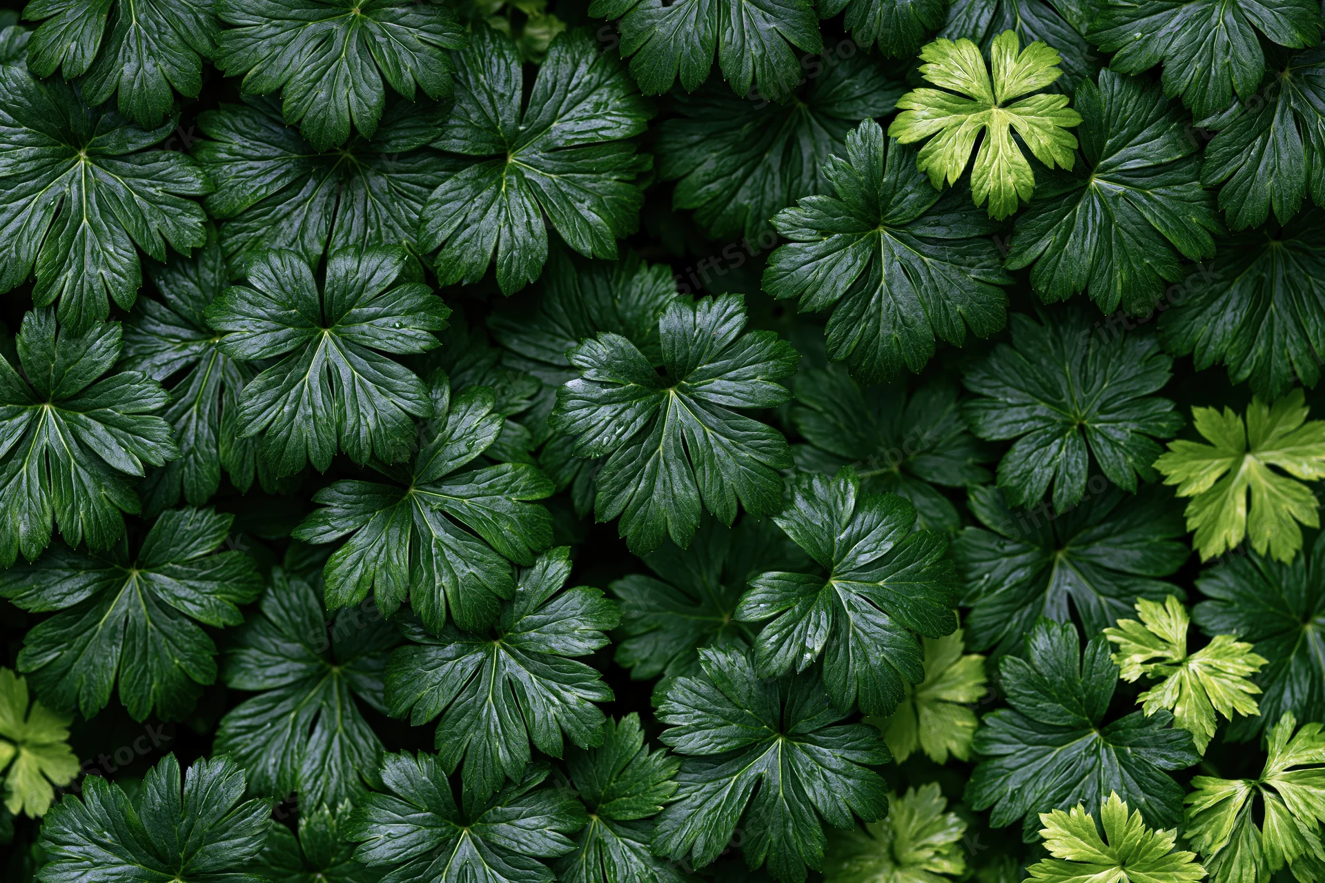 Dense low-growing green leaves forming a continuous ground cover texture