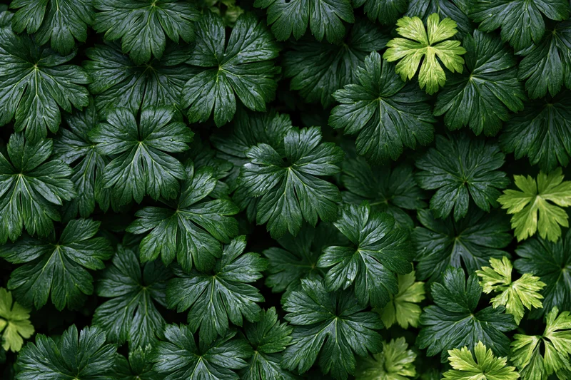 Dense low-growing green leaves forming a continuous ground cover texture