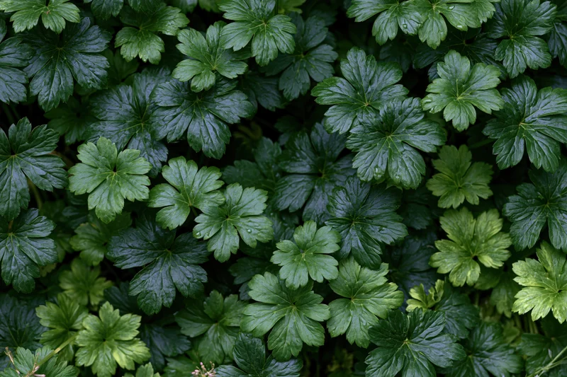 Dense green groundcover leaves filling the frame as a natural background