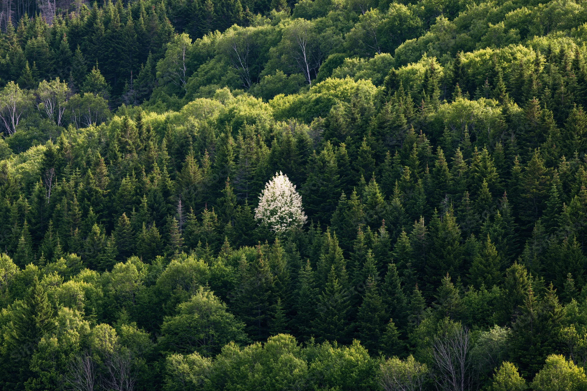 Dense mixed forest on a hillside with one solitary white-flowering tree standing out among evergreens