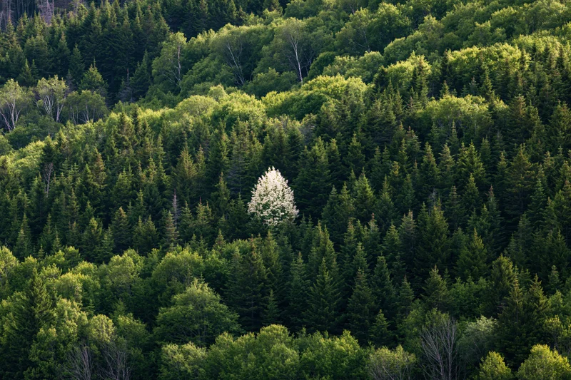 Dense mixed forest on a hillside with one solitary white-flowering tree standing out among evergreens