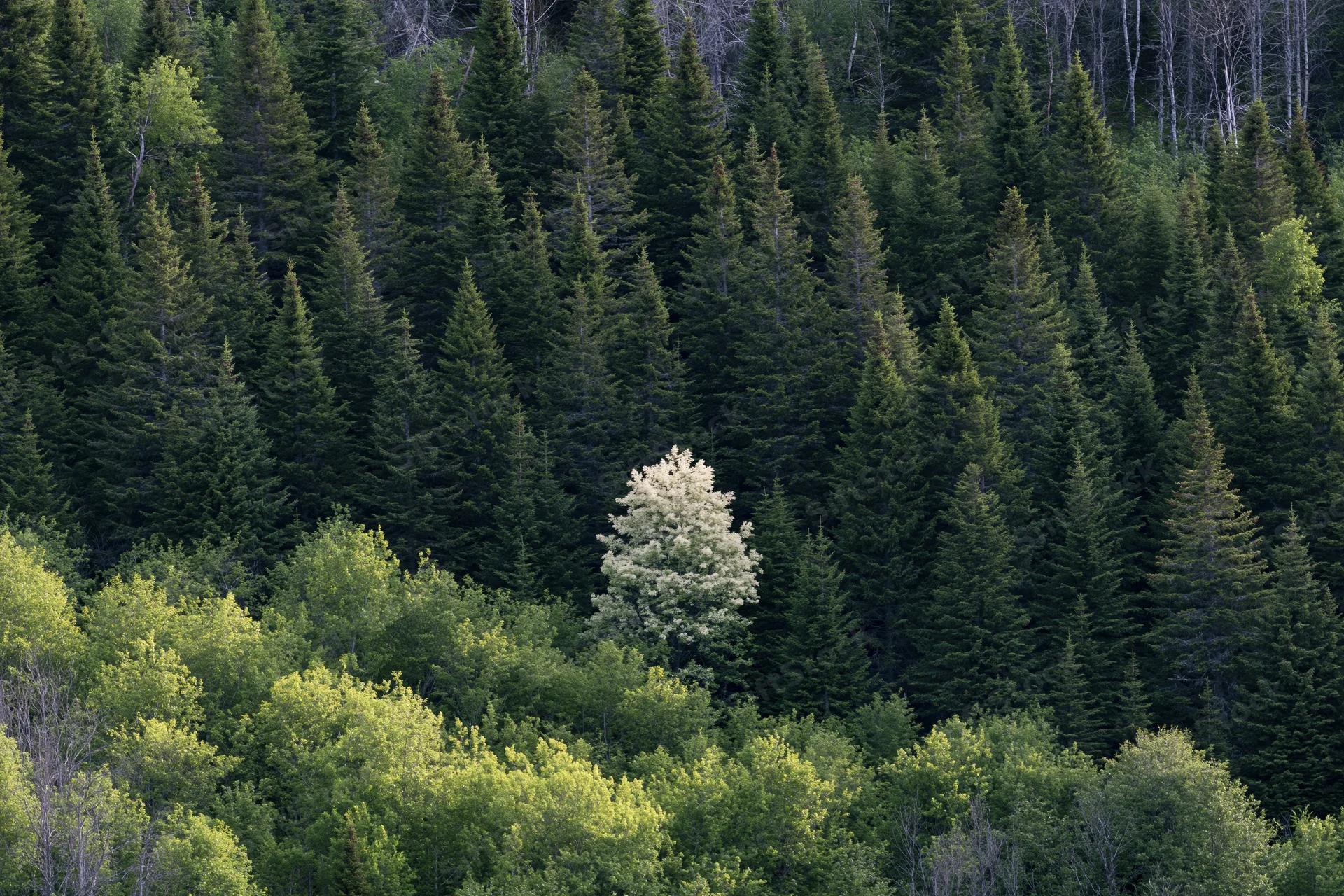 Dense mixed forest on a hillside with one lone white-flowering tree among evergreens