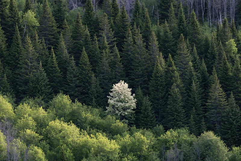Dense mixed forest on a hillside with one lone white-flowering tree among evergreens