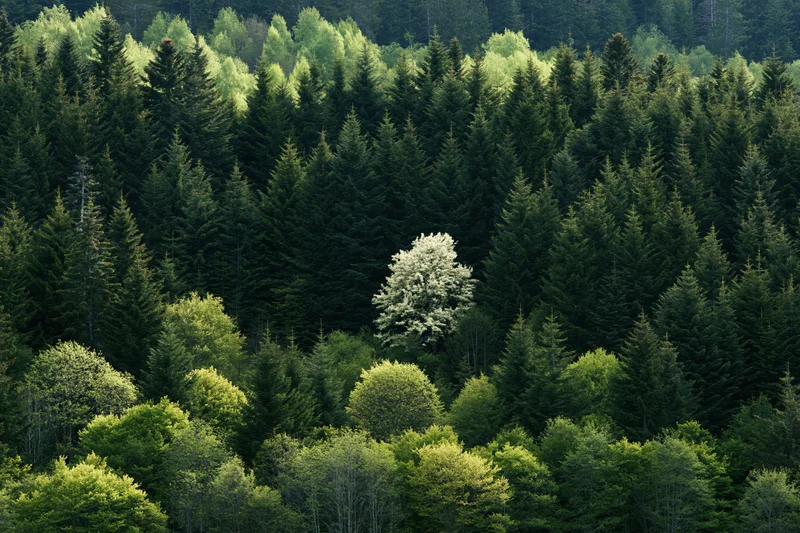 Dense mixed forest on a hillside with one lone white-flowering tree among evergreens