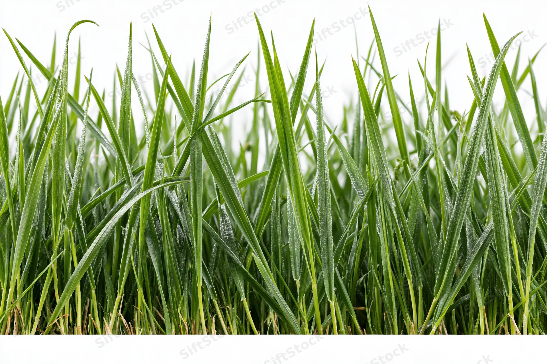 Dense patch of tall fresh grass blades with water droplets on white background