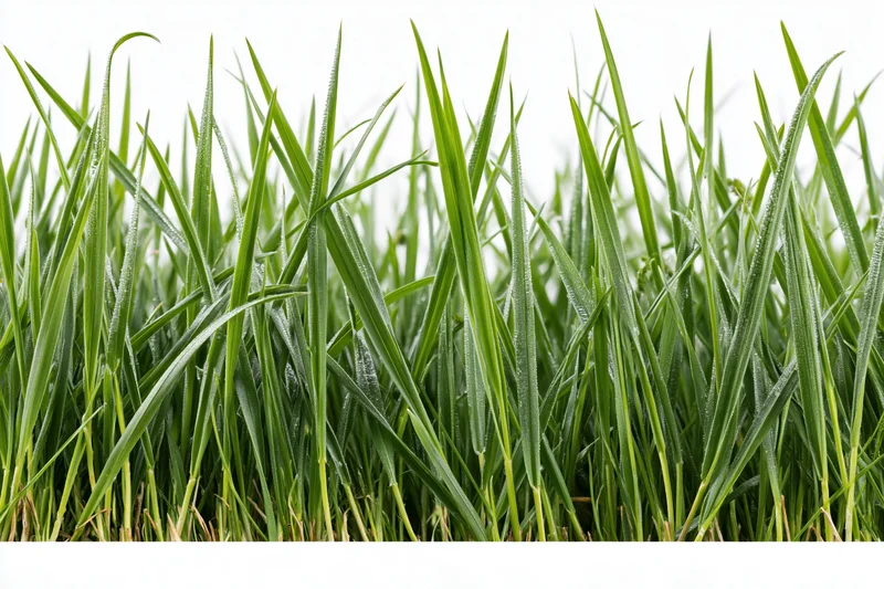 Dense patch of tall fresh grass blades with water droplets on white background