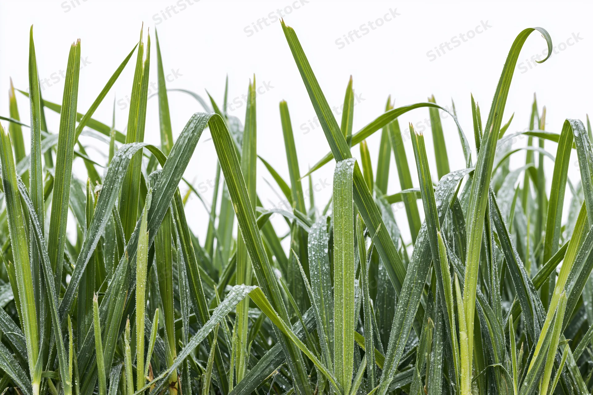 Dense patch of tall green grass blades covered in water droplets against white background