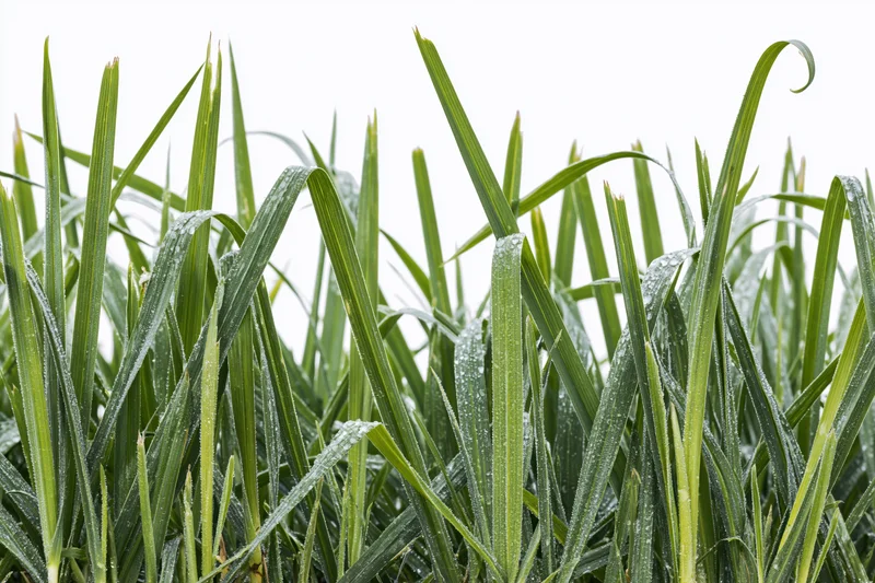 Dense patch of tall green grass blades covered in water droplets against white background