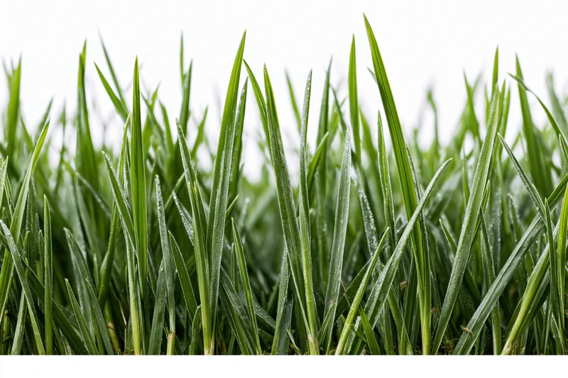 Dense patch of tall fresh grass blades with water droplets on white background