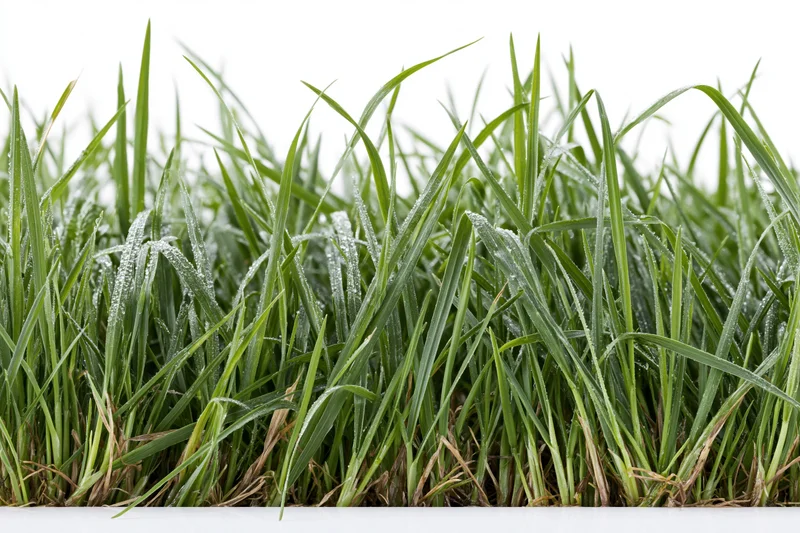 Dense patch of tall fresh grass blades with fine water droplets on white background