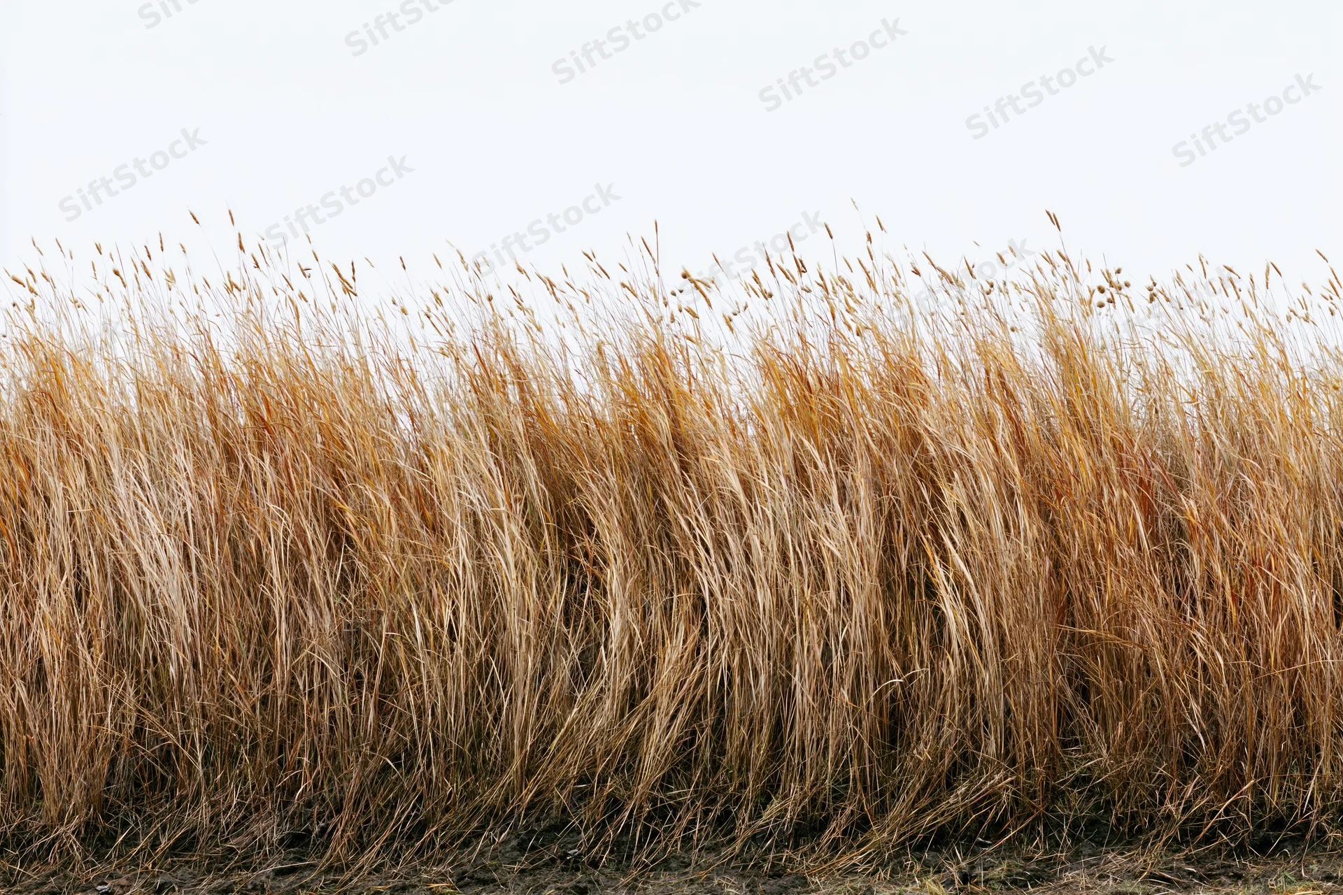 Tall wild grass with seed heads bending gently in a field
