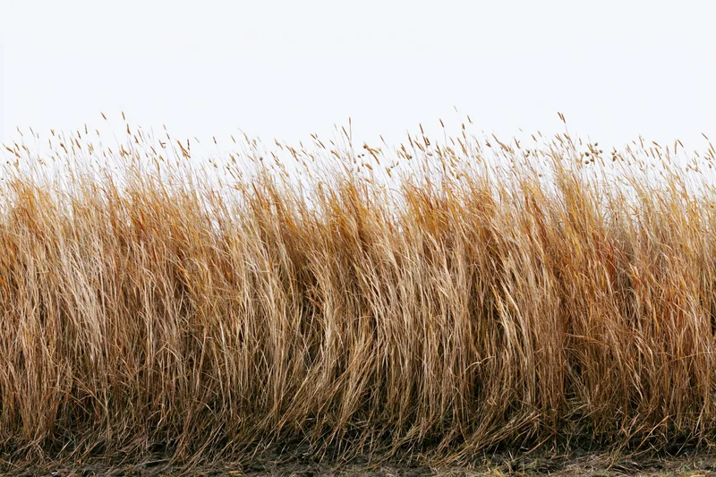 Tall wild grass with seed heads bending gently in a field