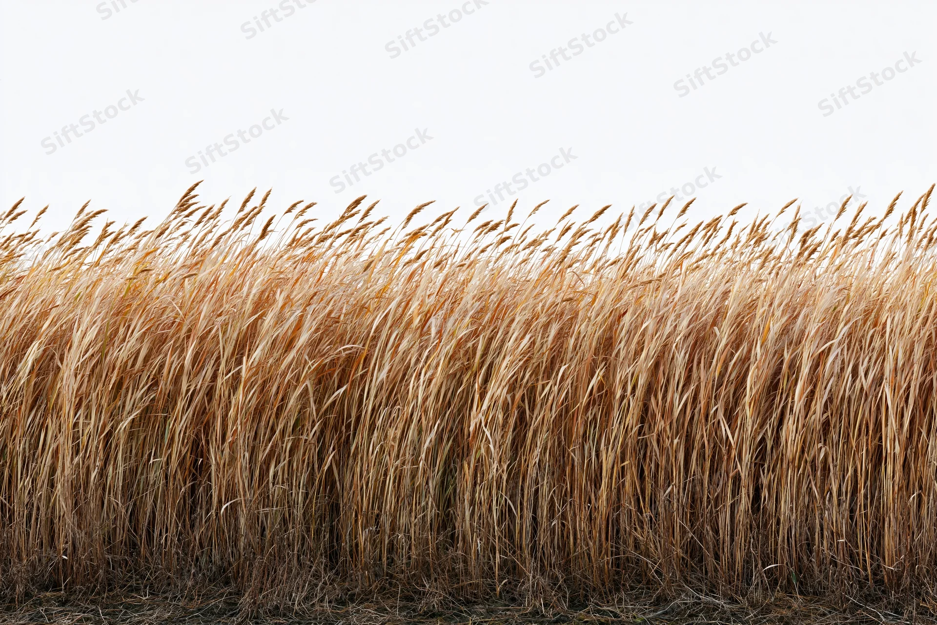 Tall wild grass with seed heads bending gently in a field