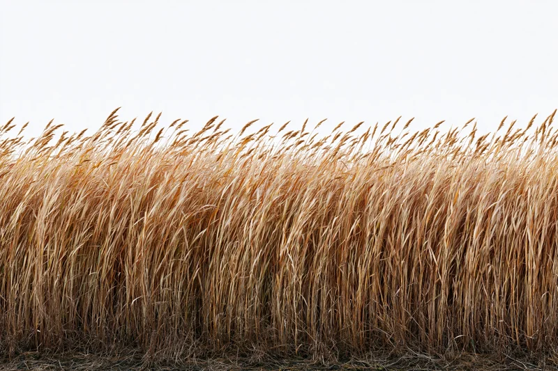 Tall wild grass with seed heads bending gently in a field