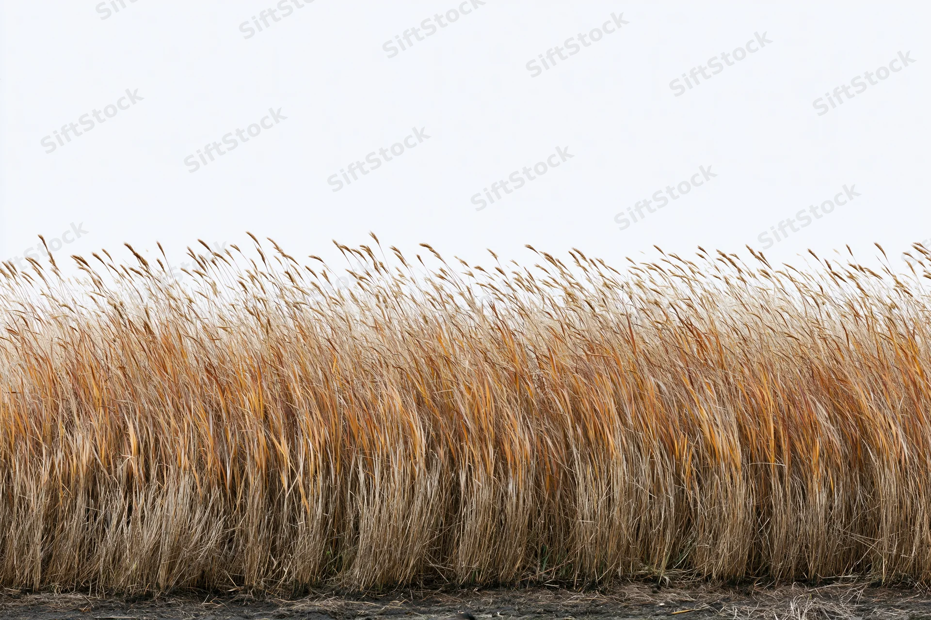 Dense stand of tall wild grass with seed heads bending in the wind against a pale sky