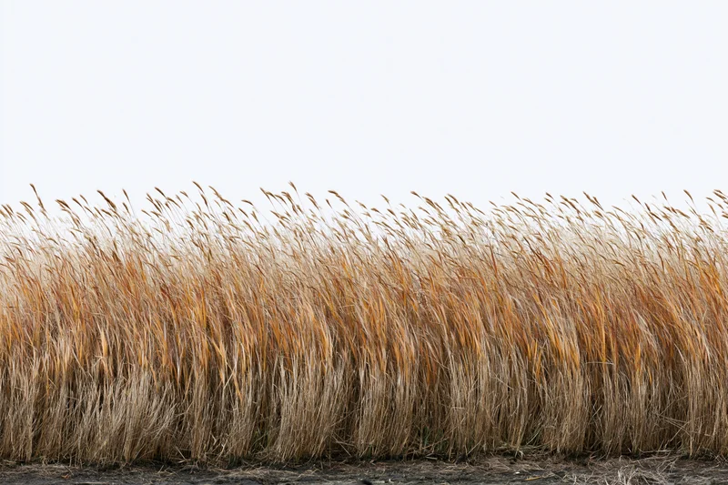 Dense stand of tall wild grass with seed heads bending in the wind against a pale sky