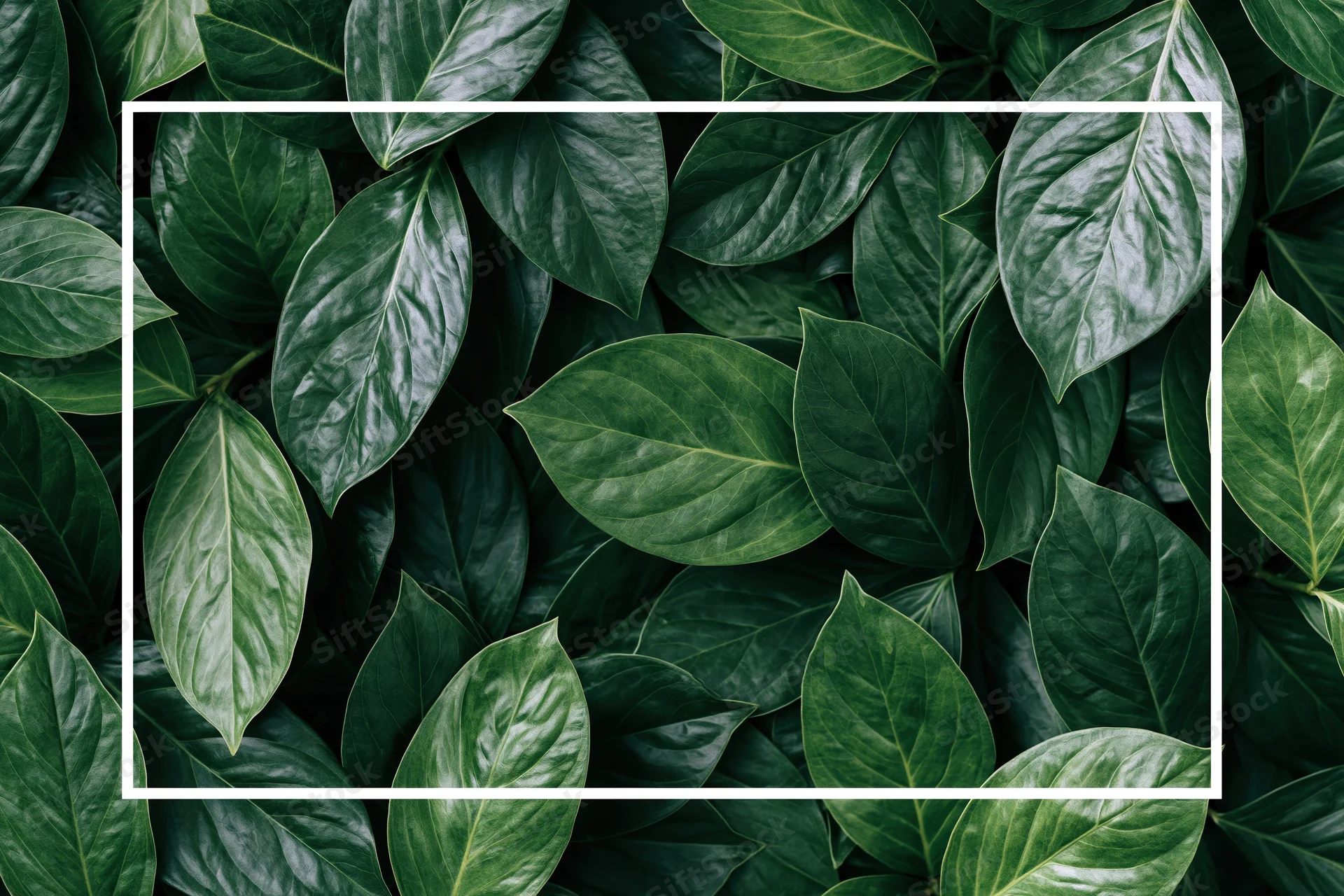 Dense tropical foliage filling the frame with broad oval leaves arranged in a flat overhead view, featuring a white rectangular frame in the center for copyspace