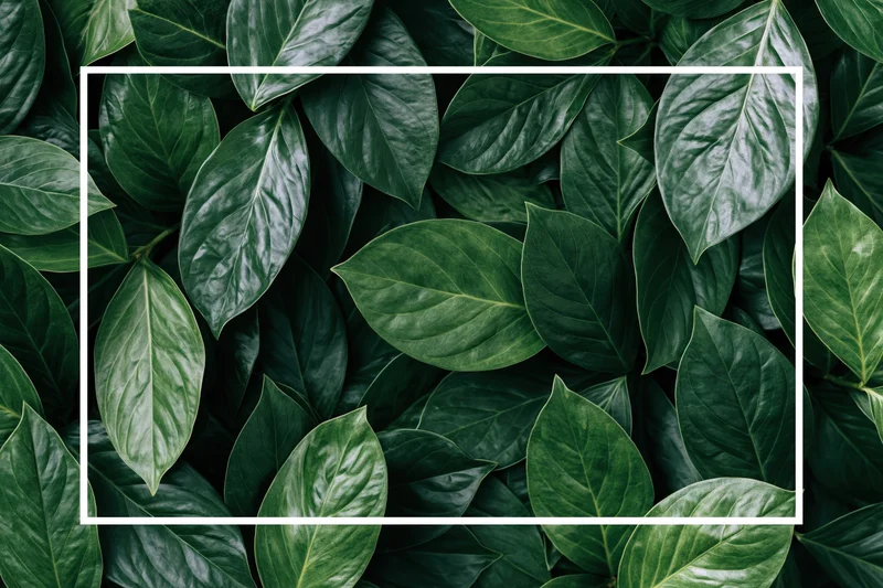 Dense tropical foliage filling the frame with broad oval leaves arranged in a flat overhead view, featuring a white rectangular frame in the center for copyspace