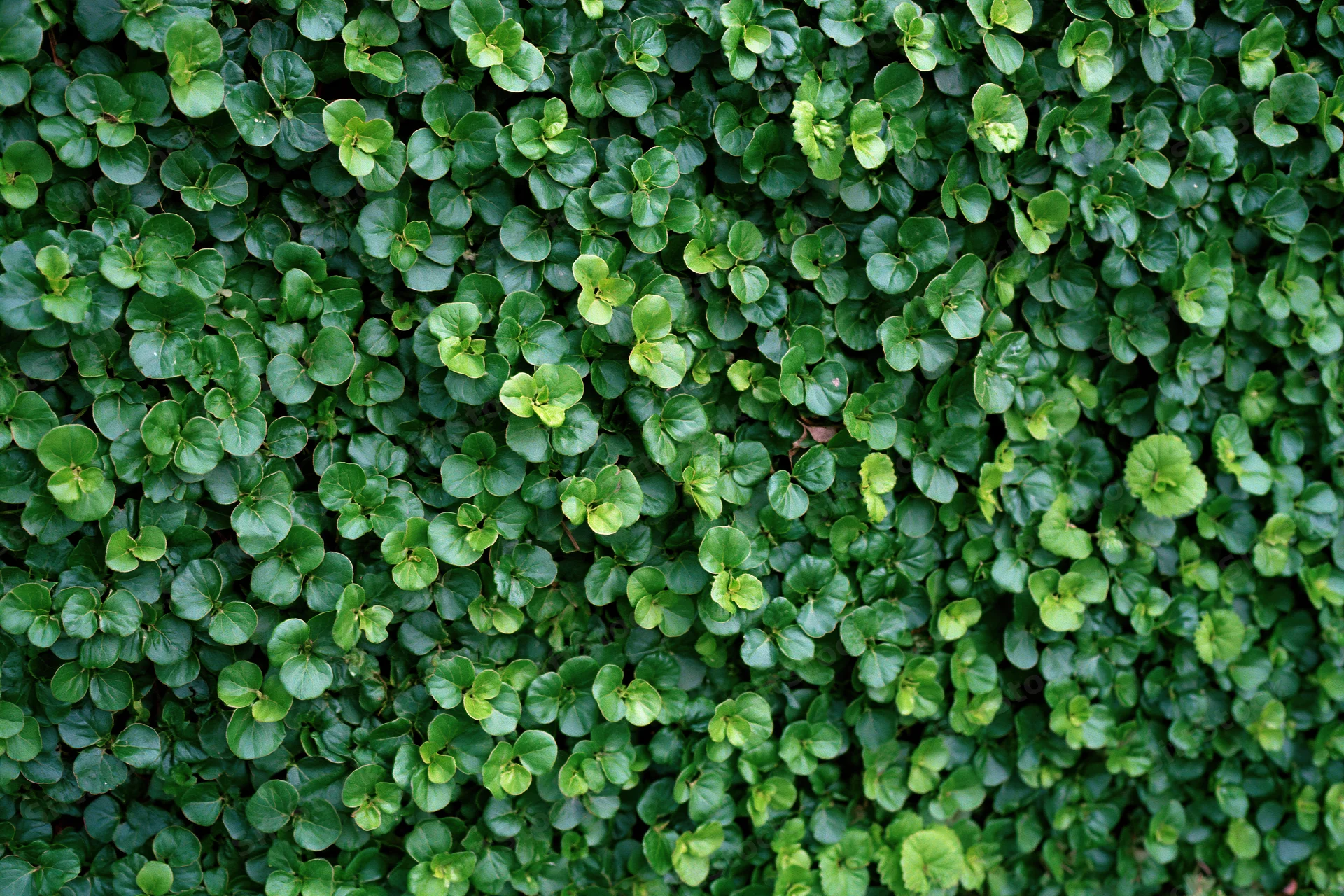Dense wall of small rounded green leaves covering the entire frame