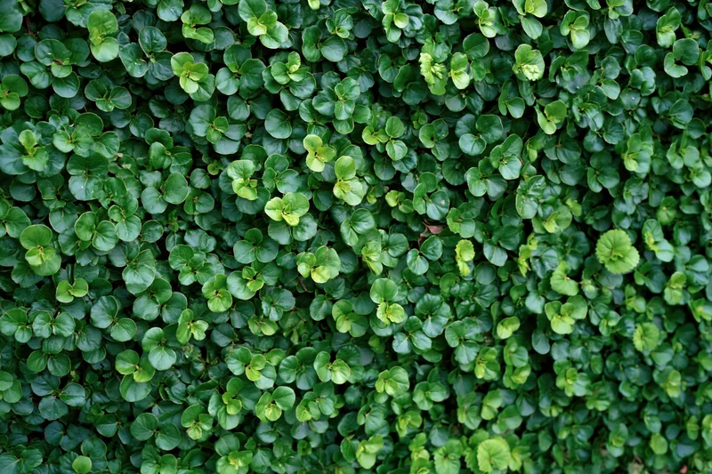 Dense wall of small rounded green leaves covering the entire frame